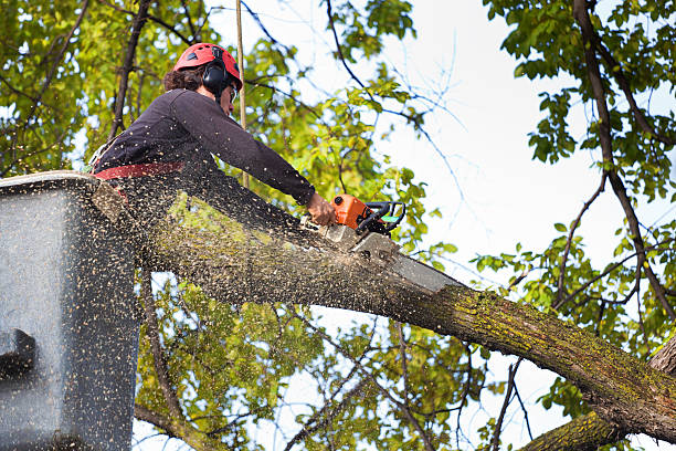 How Our Tree Care Process Works  in  Stockbridge, MI